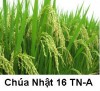 Suy niệm Tin Mừng Chúa Nhật TN 16–A Bài 151-180: Hãy cứ để cả hai mọc lên cho đến mùa gặt